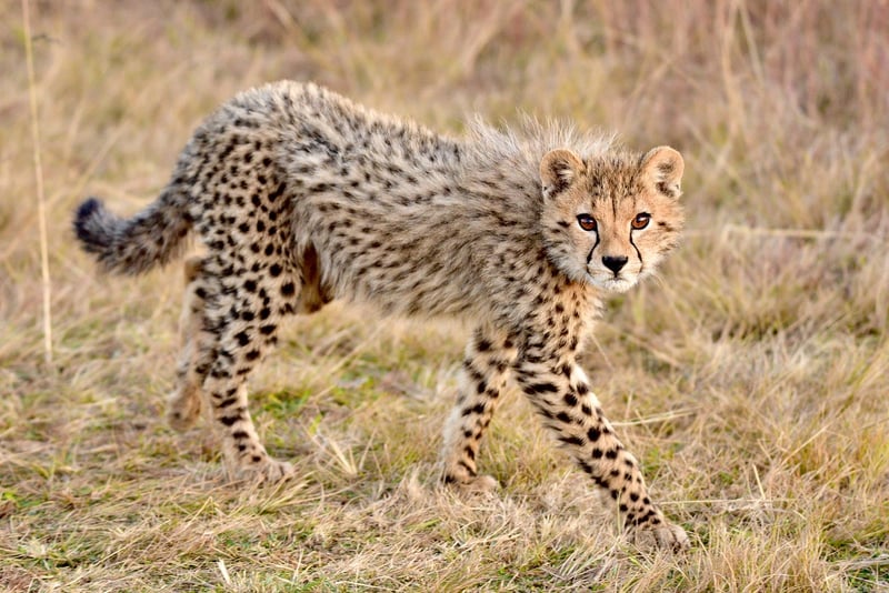 Daring Cheetah