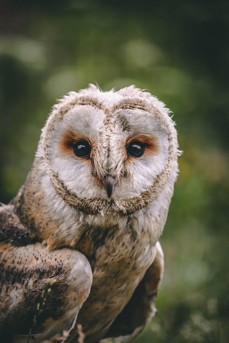 Wise Owl